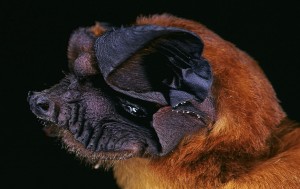 The Wrinkle-Lipped Bat -- Hungry for ' Hoppers!