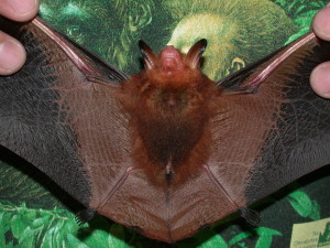 Myotis rufoniger, red form from Taiwan