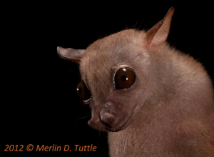 Megaerops ecuadatus (Photo by Merlin Tuttle)