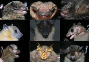 Bats from Bukit Barisan Selatan National Park. Photo J C-C Huang