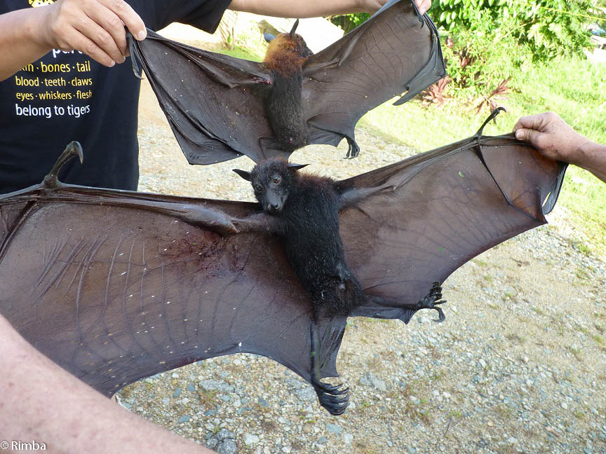 Soon to be a thing of the past..  dead Pteropus vampyrus shot by a licensed hunter in Peninsular Malaysia. 